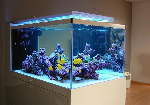 Diuna T5 Home For Advanced Technology, 48 T5 Aquarium Light Fixture